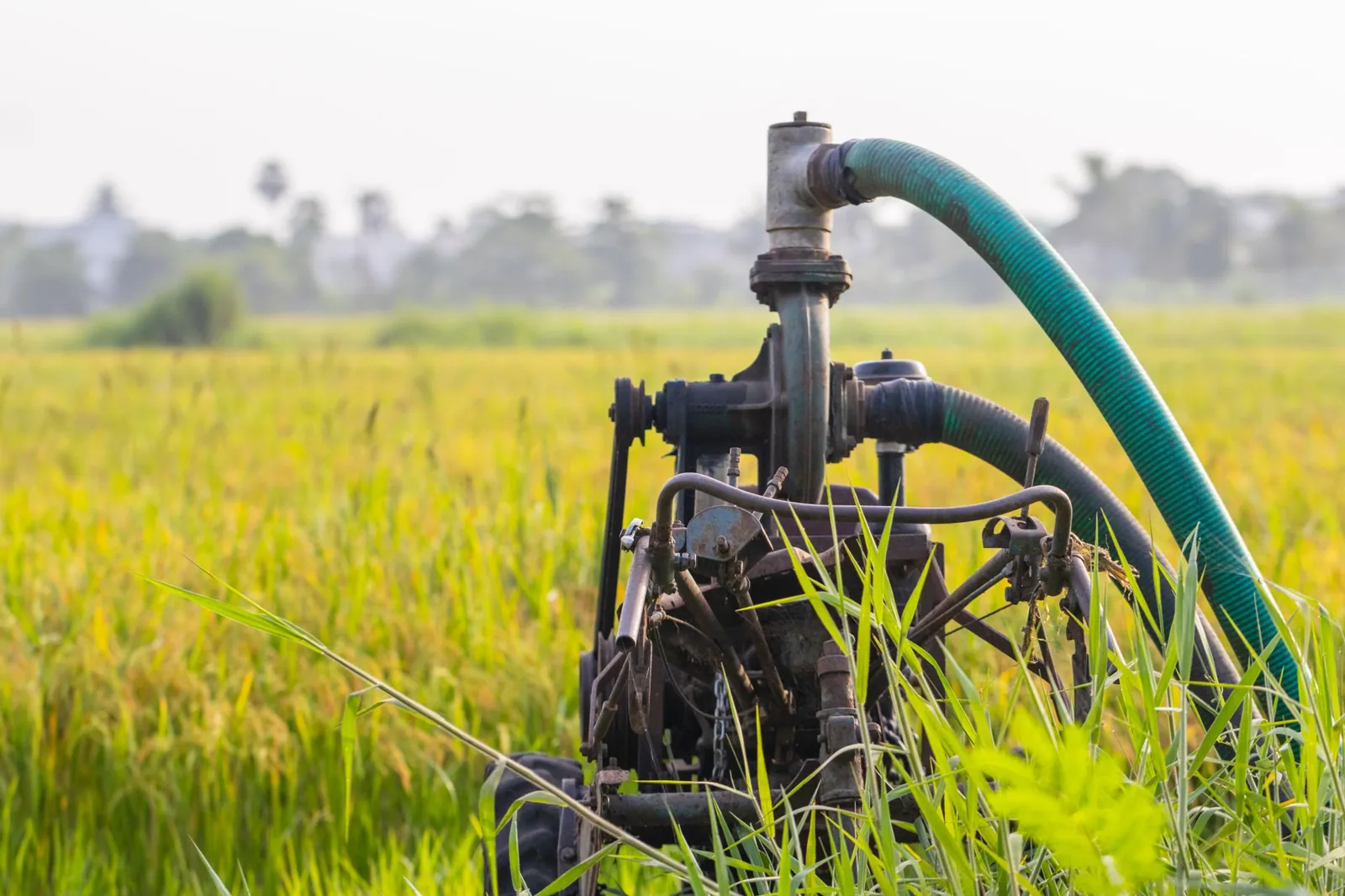sump pump discharging water into a lawn